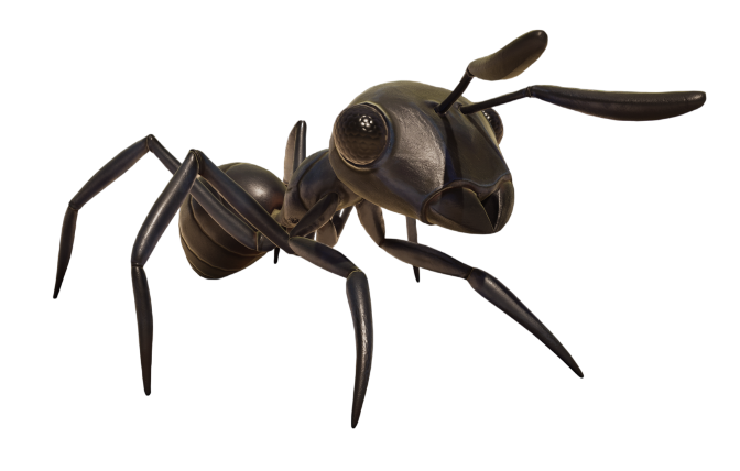 Black Worker Ant